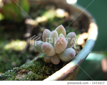 Star beautiful child 1433817