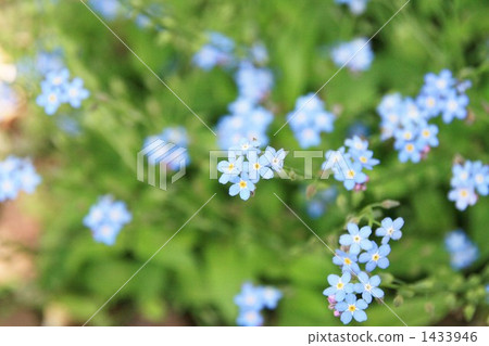 花 植物 勿忘草 1433946