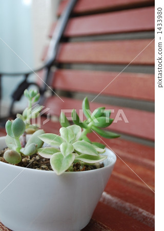 灌裝的 盆栽 植物 1433980