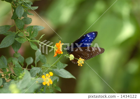 男性蜂蜜喙馬達拉馬達拉男性 1434122