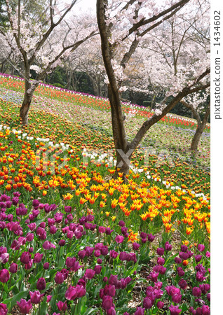 櫻花和郁金香開花的火山公園 1434602