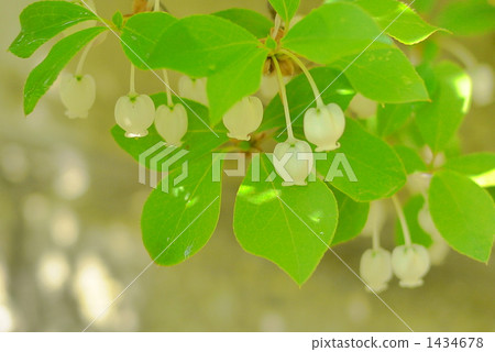 Daeda Dunziae Daeda Dunziae 1434678