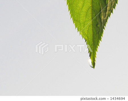 Waka leaves wet with rain Sakura leaves beside it Waka leaves wet with rain Sakura leaves beside it 1434694