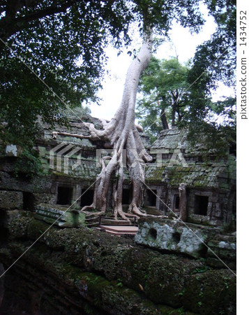 Tree that swallows Ta Proum ruins 1434752