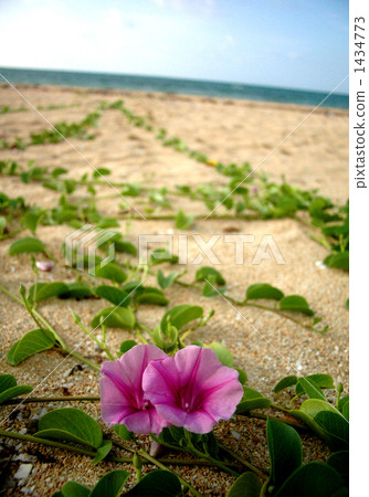 A flower blooming on a sandy beach 1434773