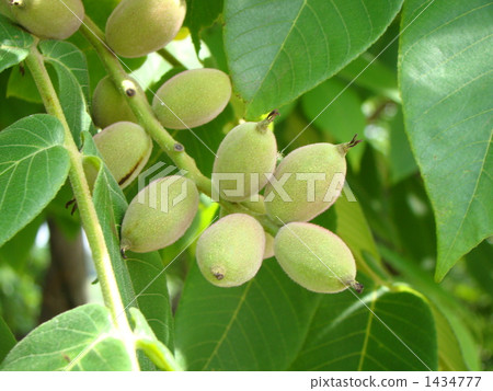 核桃 核桃 1434777