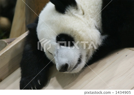 Panda's face up 1434905