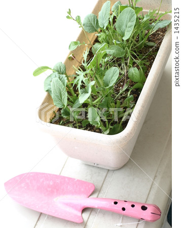 Baby leaf cultivation 1435215
