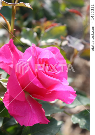 悠萊 玫瑰花 玫瑰園 1435331