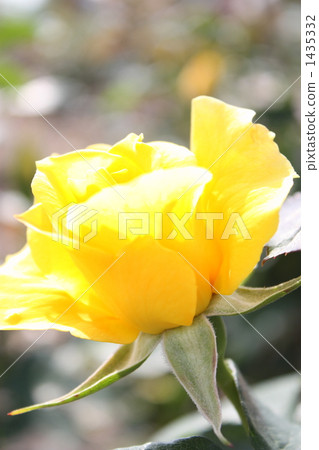 midas touch, rose, roses 1435332