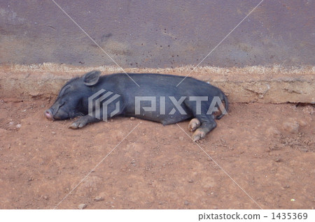 A nap of a black pig A nap of a black pig 1435369