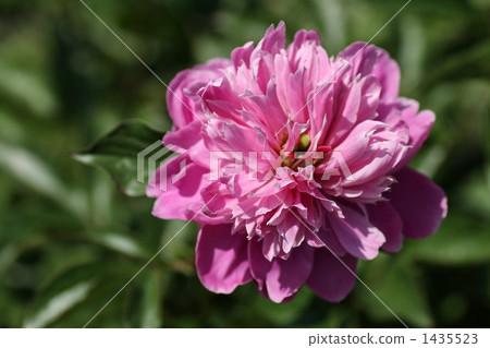 chinese peony, button, buttons 1435523