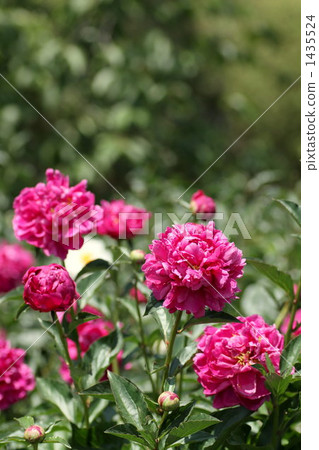 中國牡丹 花朵 花 1435524