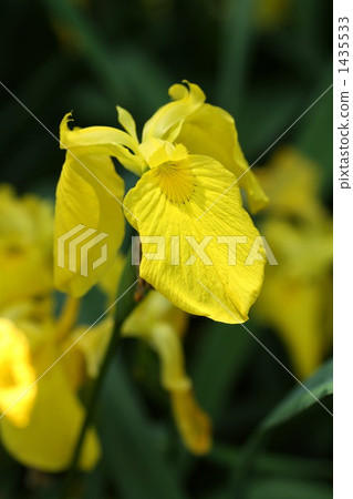 黃菖蒲 劍旗 鳶尾 1435533