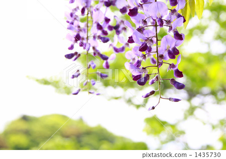 紫藤花 紫藤花 1435730