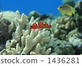 炒 幼蟲 紅魚 1436281