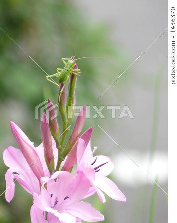 Watsonia and Yabukiri Watsonia and Yabukiri 1436370
