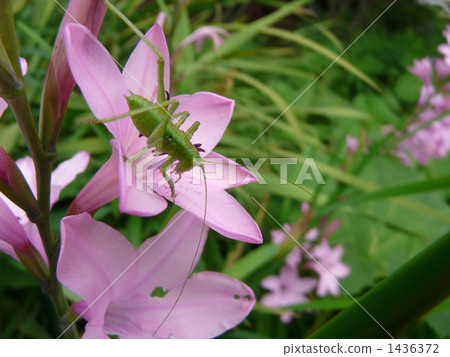 Watsonia and Yabukiri Watsonia and Yabukiri 1436372