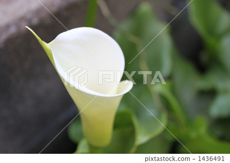 彩色 顏色 花朵 1436491