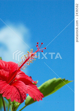 朝著太陽 1436582