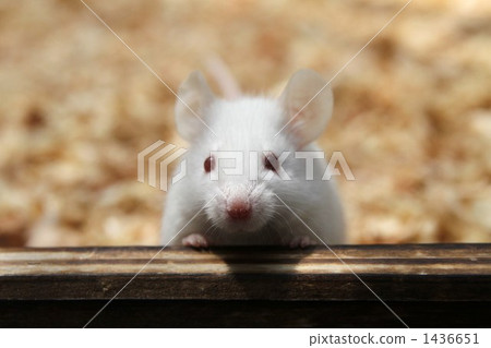 mouse mouse 1436651