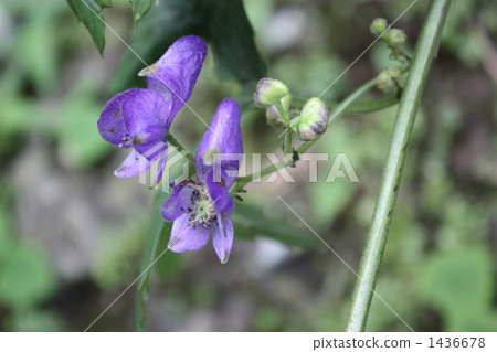 Torikabuto花 Torikabuto花 1436678