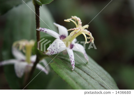 獨特的Hototogisu花 獨特的Hototogisu花 1436680