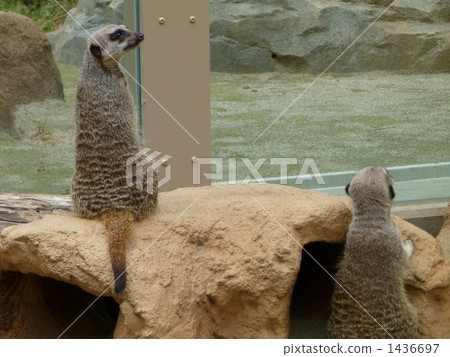 狐獴 兩個動物 小動物 1436697