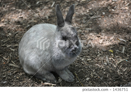 Tatemaku rabbit 1436751