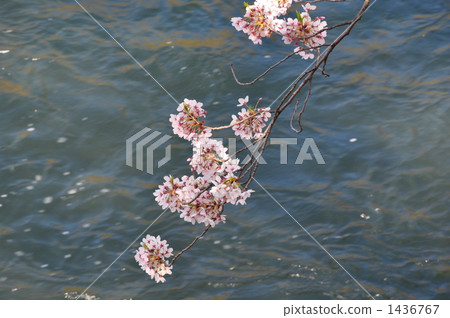 傾斜在河的櫻花 1436767