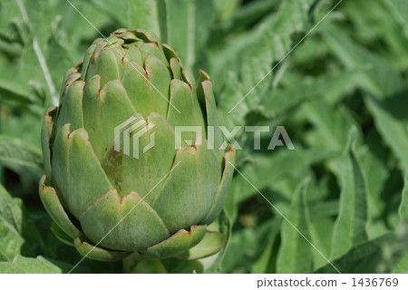 洋薊 蔬菜 多年草 1436769