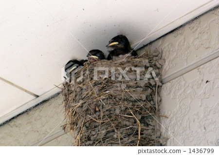 A child of the swallow 1436799