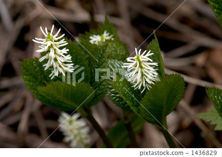 利尻島的Hitoshizuka 1436829