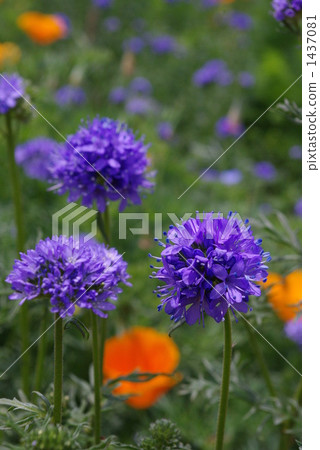 Gileyapettusa 1437081