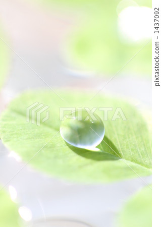 One drop of leaves on the leaves One drop of leaves on the leaves 1437092