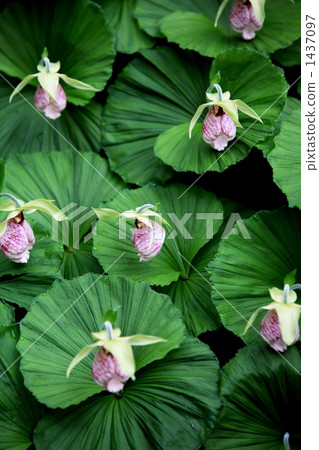sumire, japanese lady's slipper, japanese lady's-slipper 1437097