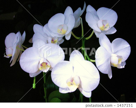 白色蝴蝶蘭花 白色蝴蝶蘭花 1437151