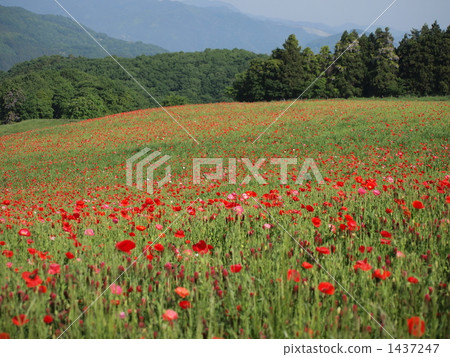  Flower garden 1437247