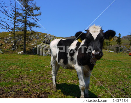 Cow  1437384