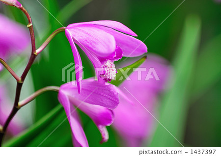 一雙花 1437397