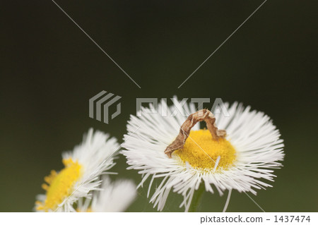 Himeyeon and sharp insects Himeyeon and sharp insects 1437474