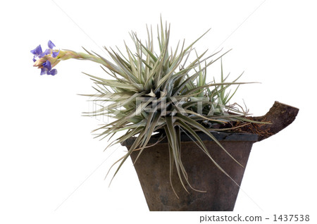 Air plants flowers with white background 1437538
