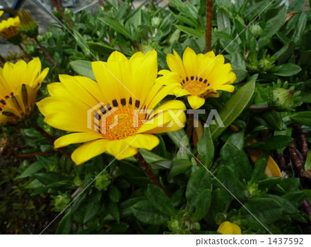 gazania, bloom, blossom 1437592