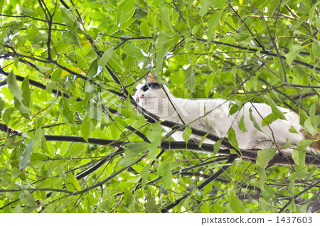 Cat on a tree 1437603