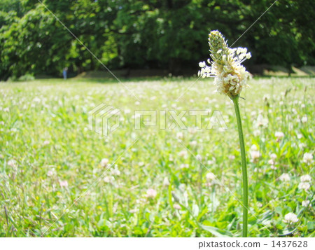 長葉車前 1437628