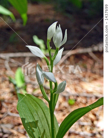 White flower ginran quietly blooming 1437699