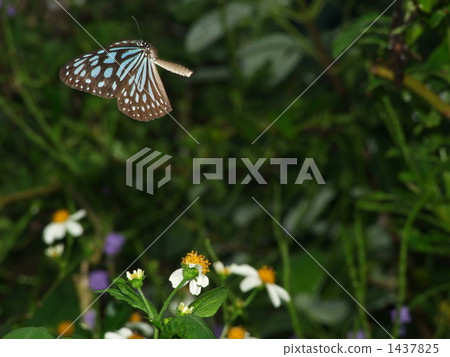 琉球淺木斑 1437825