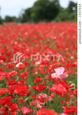 Showa memorial park Chirley Poppy 1437914