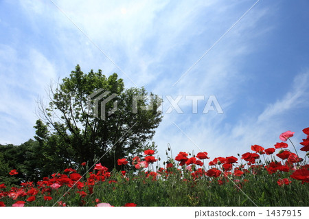 Showa memorial park Chirley Poppy 1437915