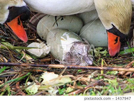 燕子天鵝小雞的誕生 1437947